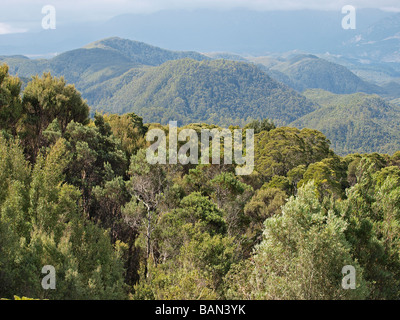 Wald Vordach Blick von 10 Lyell Highway Tasmanien Australien Stockfoto