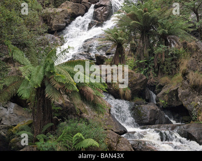 St. Columba falls, pyengana, Tasmanien, Australien Stockfoto