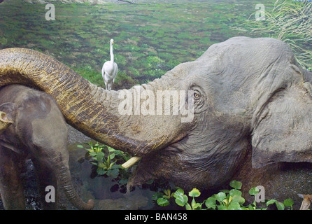 ausgestopfte Elefanten an das Natural History Museum Mailand Italien Stockfoto