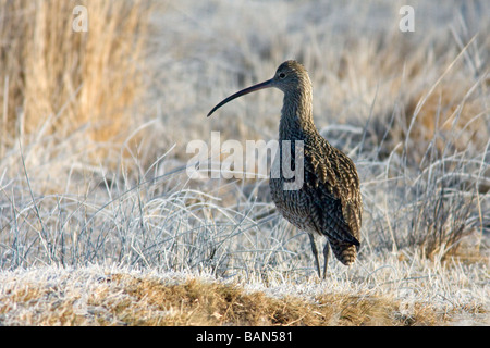 Eurasische Brachvogel Numenius Arquata in einem gefrorenen Boden Gallocanta Aragon Spanien Stockfoto