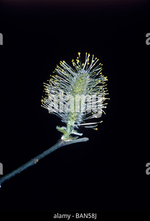 Catkin Ziege Weide Salix Caprea Schweiz Stockfoto