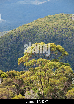 Wald Vordach Blick von 10 Lyell Highway Tasmanien Australien Stockfoto