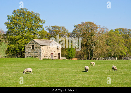 Schafe und Feld Scheune Ar Aysgarth in Wensleydale, North Yorkshire Stockfoto