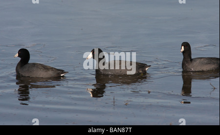 Amerikanisches Blässhuhn See Teich Eis Winter Vogel Wasser Feuchtgebiet Usa USA aquatische North River Schwimmen Schwimmen Stockfoto