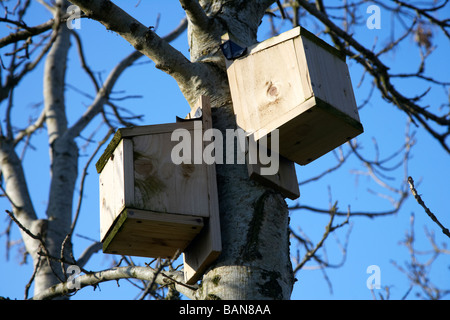 paar von Menschen gemachte Birdboxes an einem Baum befestigt Stockfoto