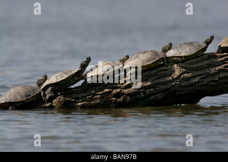 rot eared Slider Schildkröte anmelden Stockfoto