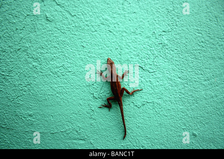 Haus Gecko auf grüne Wand Stockfoto
