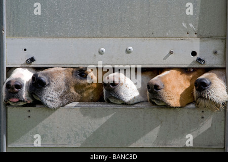 Fünf Jagdhunden aus Anhänger suchen Stockfoto