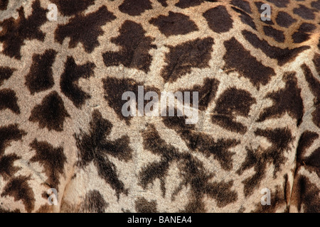 Blick auf ausblenden und Muster der kenianischen Giraffen hautnah Stockfoto