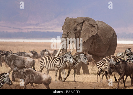 Männlichen afrikanischen Elefanten durch eine große Herde von Zebras und Gnus in der Ngorongoro Krater Conservation Area, Tansania. Stockfoto