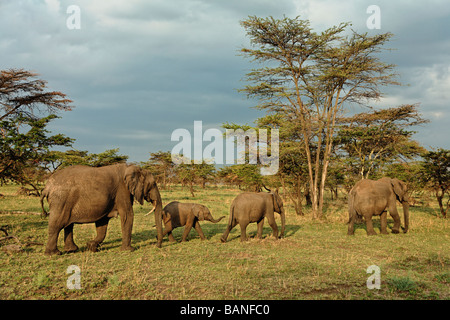 Afrikanische Elefanten durch die weiten Ebenen der Serengeti in Serengeti Nationalpark in Tansania Stockfoto