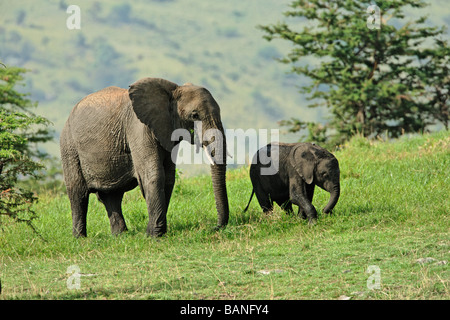 Erwachsene weibliche afrikanische Elefant mit jungen Surfen die grünen Gräser von der Serengeti Nationalpark, Tansania Stockfoto