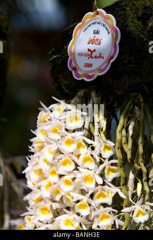Orchidee blüht auf dem Display an der Nguyen Hue Boulevard Flower Show in Ho-Chi-Minh-Stadt-Vietnam Stockfoto