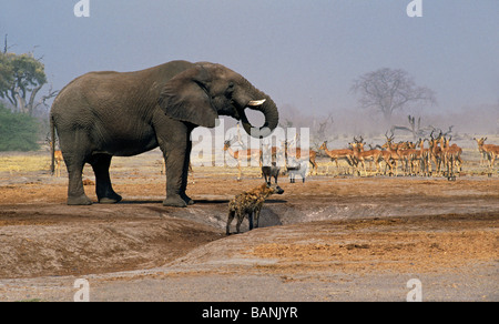 Ein Elefant GESICHTET Hyäne WARZENSCHWEINE IMPALAS sammeln an einem Wasserloch in die SAVUTI MARSH CHOBE Nationalpark BOTSWANA Stockfoto