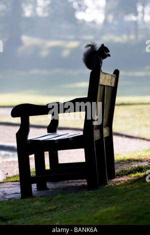 Ein Eichhörnchen sitzend auf der Oberseite eine Bank-Hintergrundbeleuchtung durch die Morgensonne im Schlosspark, Colchester, Essex, UK Stockfoto