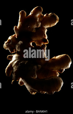 Ingwer (Zingiber Officinale) Hintergrundbeleuchtung auf schwarzem Hintergrund Stockfoto