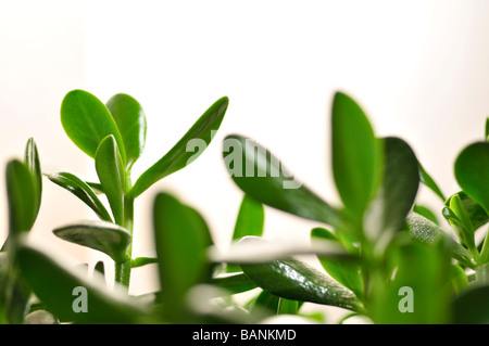 Jade-Anlage Freundschaft Baum oder Efeutute Crassula Ovata saftig grüne Blätter Stockfoto