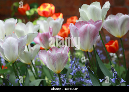 Nahaufnahme eines Bettes mit Tulpen und Bläuzen in einem englischen Garten im Frühling, Großbritannien Stockfoto