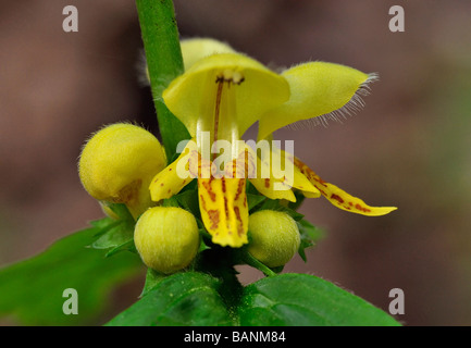 Gelbe Erzengel Lamiastrum galeobdolon Stockfoto