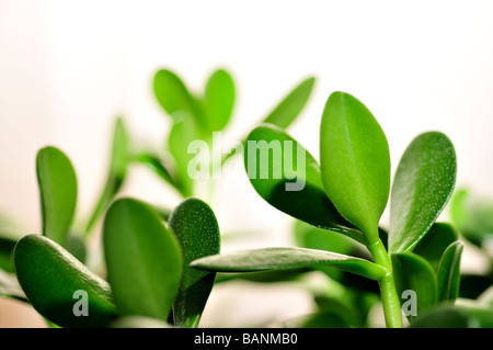 Jade-Anlage Freundschaft Baum oder Efeutute Crassula Ovata saftig grüne Blätter Stockfoto