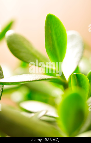 Jade-Anlage Freundschaft Baum oder Efeutute Crassula Ovata saftig grüne Blätter Stockfoto