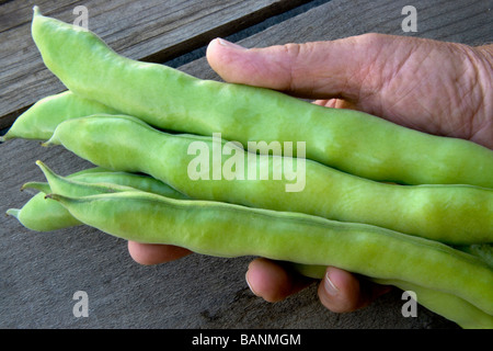 Anzeige von Hand geerntet, Fava Bohnen. Stockfoto