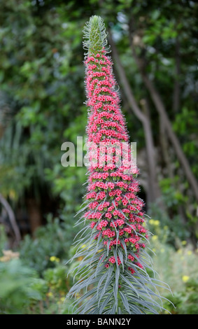 Tower of Jewels, rote Bugloss, Teneriffa Bugloss oder den Teide Bugloss, Echium Wildpretii, Boraginaceae, Teneriffa, Kanarische Inseln Stockfoto