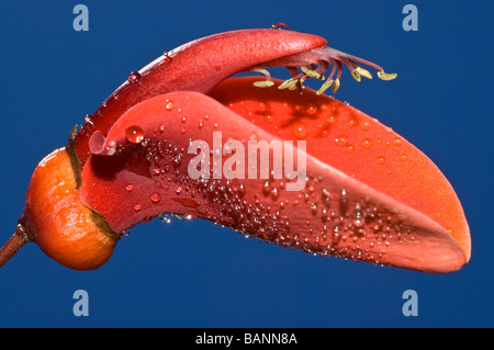 Cockspur Korallenbaum, Erythrina Crista-Galli, Blume. Stockfoto