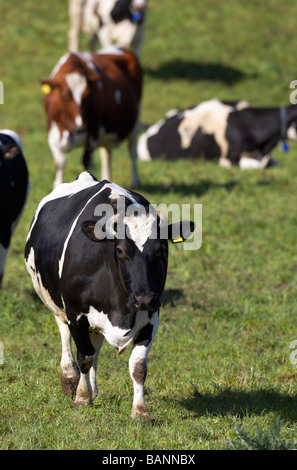 tagged verwalteten Kühe Rinderherde in einem Feld in der Grafschaft Tyrone Nordirland Großbritannien Europa Stockfoto