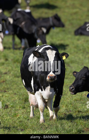 Suchen Sie direkt in die Kamera als Teil der Rinderherde in einem Feld in der Grafschaft Tyrone Nordirland Vereinigtes Königreich tagged verwalteten Kühe Kuh Stockfoto