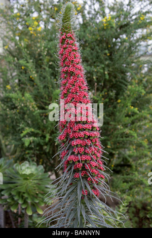 Tower of Jewels, rote Bugloss, Teneriffa Bugloss oder den Teide Bugloss, Echium Wildpretii, Boraginaceae, Teneriffa, Kanarische Inseln Stockfoto