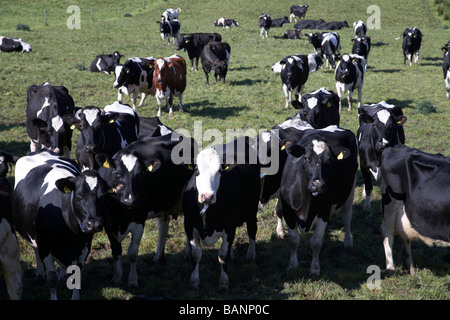 tagged verwalteten Kühe Rinderherde in einem Feld in der Grafschaft Tyrone Nordirland Großbritannien Europa Stockfoto