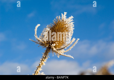 Raureif auf Seedhead von einer Karde Dipsacus Fullonum, Stockfoto