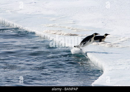 2 schnelle Kaiserpinguine Sprung vom Meer Wasser Packeis Aktion stoppen Ross Meer Antarktis Stockfoto