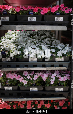 Frühlingsblumen in Blumentöpfen im Freien Verkäufe mit Preisschildern draußen von der Vorderansicht in Ohio USA US Frühling Hintergrund niemand vertikal hochauflösende Stockfoto
