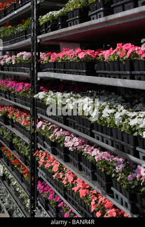 Blumen in Blumentöpfe im Freien Verkäufe von der Vorderansicht Frühling Blumen Hintergrund niedriger Winkel in Ohio USA US niemand vertikal Hi-res Stockfoto