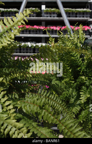 Blumen in Blumentöpfe im Freien Verkäufe von der Vorderansicht Frühlingsblumenhintergrund in Ohio USA US niemand vertikal Hi-res Stockfoto