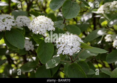 Wayfaring Baum, Viburnum Lantana, Adoxaceae Stockfoto