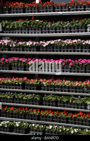 Blumen in Blumentöpfe im Freien Verkäufe von der Vorderansicht Frühlingsblumenhintergrund in Ohio USA US niemand vertikal Hi-res Stockfoto