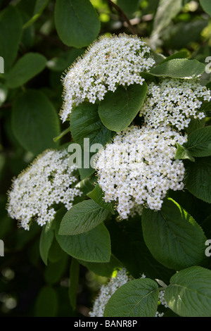 Wayfaring Baum, Viburnum Lantana, Adoxaceae Stockfoto