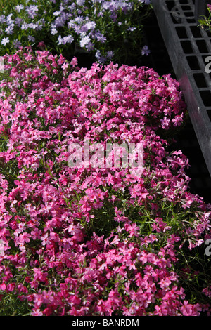 Phlox subulata Blumen in Blumentöpfen im Freien Verkäufe von der Vorderansicht Frühling Blumen Hintergrund in Ohio USA US niemand vertikal Hi-res Stockfoto