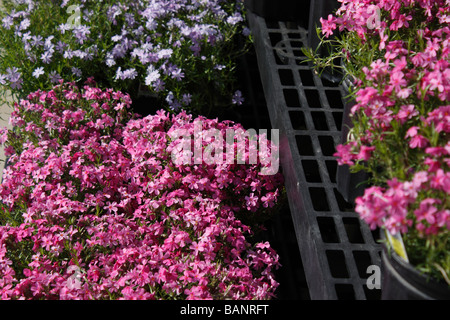Phlox subulata rosa Blumen in Blumentöpfen Außenverkauf Vorderansicht Frühling Blumen Hintergrund in Ohio USA US niemand horizontal Hi-res Stockfoto