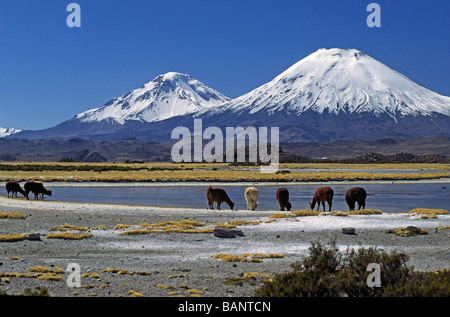 ALPAKAS grasen unter die PAYACHATAS Zwillinge PAMERAPE L PARINACOTA R 20 800 FT LAUCA Nationalpark-CHILE Stockfoto