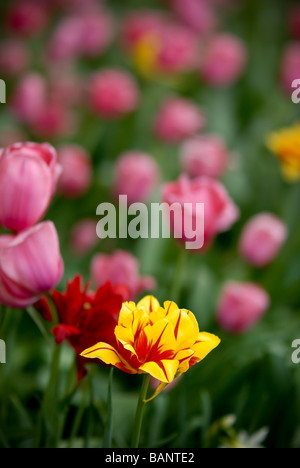 Eine bunte gelbe Tulpe steht unter Anpflanzungen von rosa und rote Tulpen Stockfoto