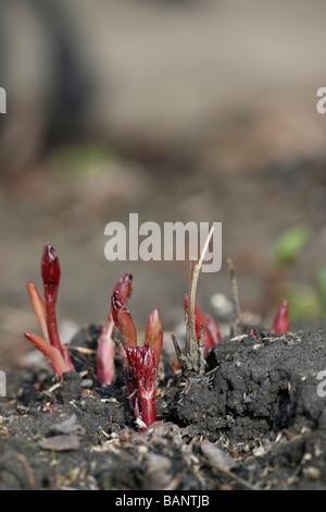 Nahaufnahme der Blüten aus dem Boden im Garten niemand von oben verschwommener unscharfer Hintergrund vertikal hochauflösende Bilder Stockfoto