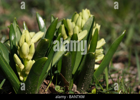 Weiße Hyazinth Blume es ist Sprossen Knospen aus dem Boden im Garten niemand Vorderansicht gebläuter unscharfer Hintergrund Frühling in Ohio USA Hi-res Stockfoto