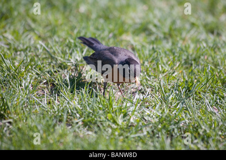 Nahaufnahme Foto von einem Robin, einen Wurm gefangen hat. Stockfoto