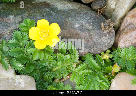 Silverweed, Potentilla heisses, unter Steinen und Kieseln auf ein Kies-Strand, Isle of Jura, Schottland. Stockfoto