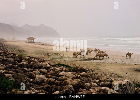 Eine Herde Kamele am Strand während der Monsunzeit, in der Ortschaft Mughsail, südlich der Stadt Salalah, Oman. Stockfoto