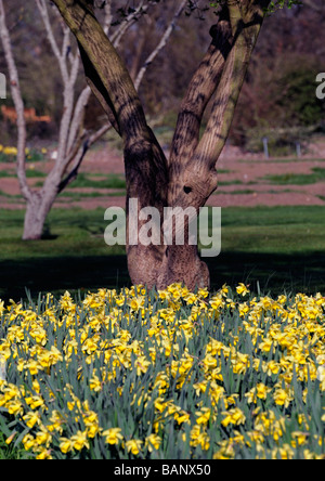 Tree Trunk Basis unten umgeben von gelben Narzissen Phoenix Park Dublin Irland Frühling Stockfoto